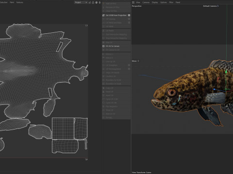 带状侏儒翻车鱼 3D 模型