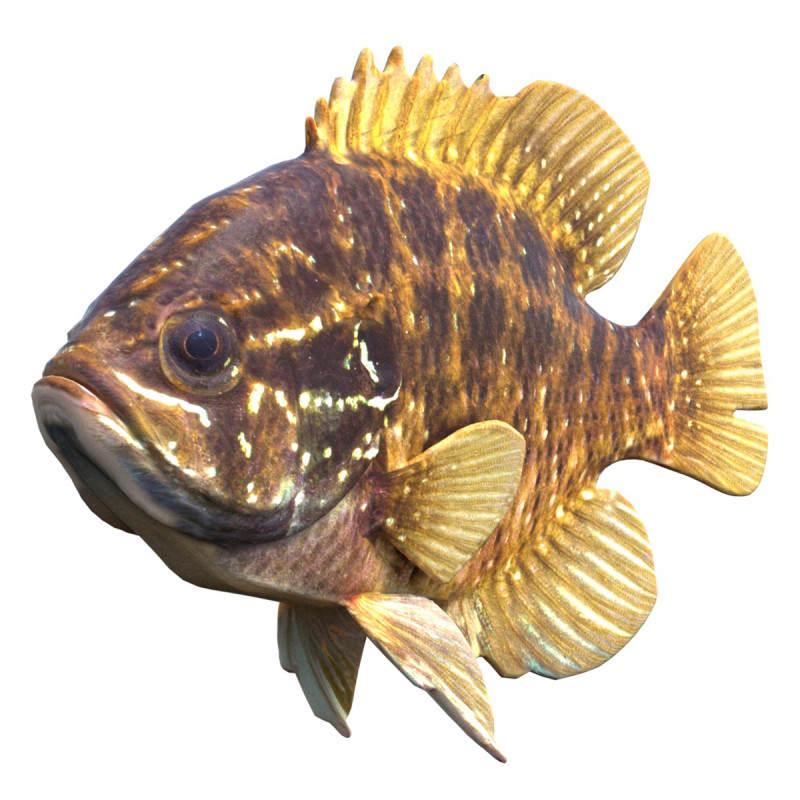 줄무늬 개복치 3D 모델 .c4d .max .obj .3ds .fbx .stl .blend 