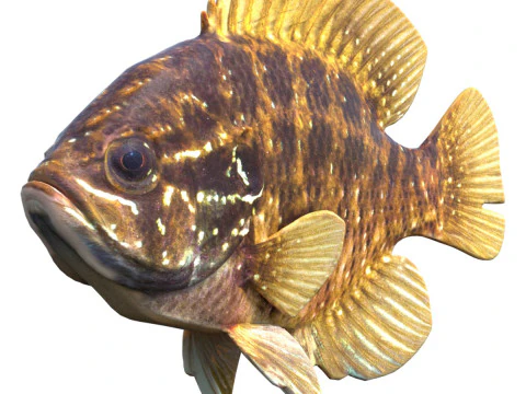 बैंडेड सनफिश 3D मॉडल