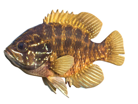 줄무늬 개복치 3D 모델