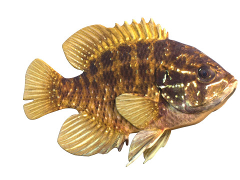 줄무늬 개복치 3D 모델