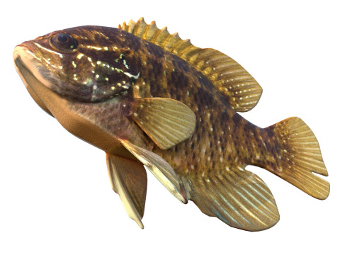 줄무늬 개복치 3D 모델