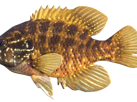 줄무늬 개복치 3D 모델