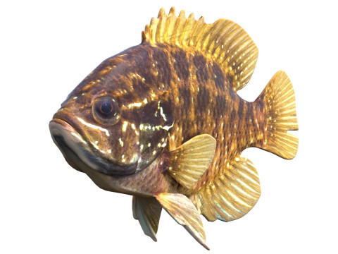 줄무늬 개복치 3D 모델