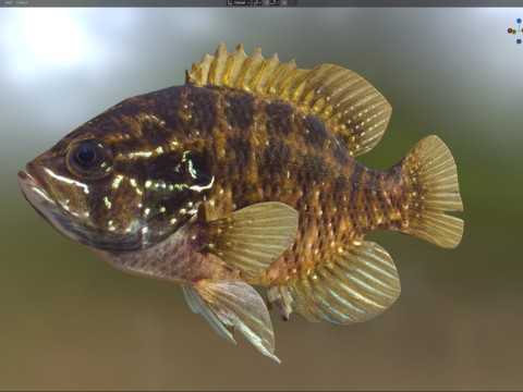 줄무늬 개복치 3D 모델