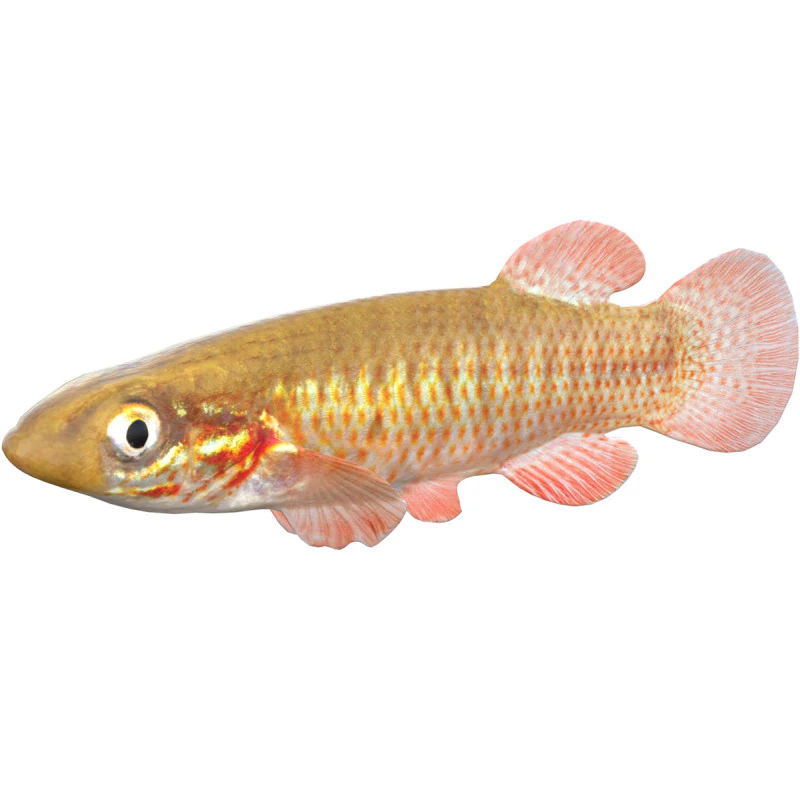 बैंडेड टॉपमिननो मछली 3D मॉडल .c4d .max .obj .3ds .fbx .stl .blend 