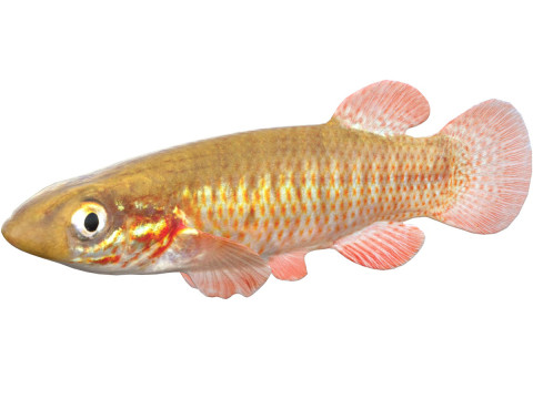 Şeritli Topminnow balığı 3D Model