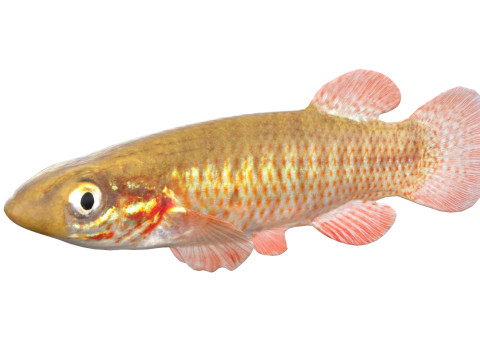 Şeritli Topminnow balığı 3D Model