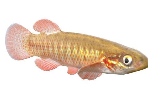 Şeritli Topminnow balığı 3D Model