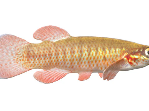 बैंडेड टॉपमिननो मछली 3D मॉडल