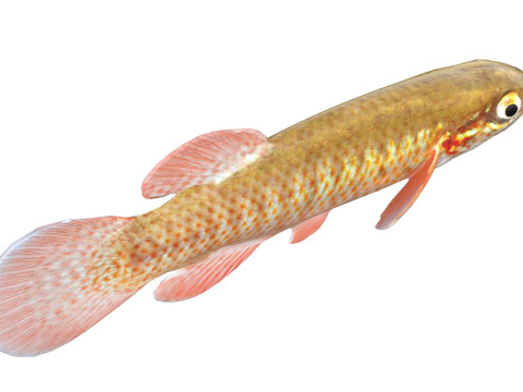 Şeritli Topminnow balığı 3D Model