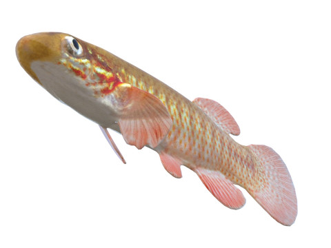 Şeritli Topminnow balığı 3D Model