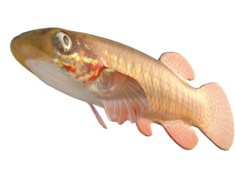 Şeritli Topminnow balığı 3D Model