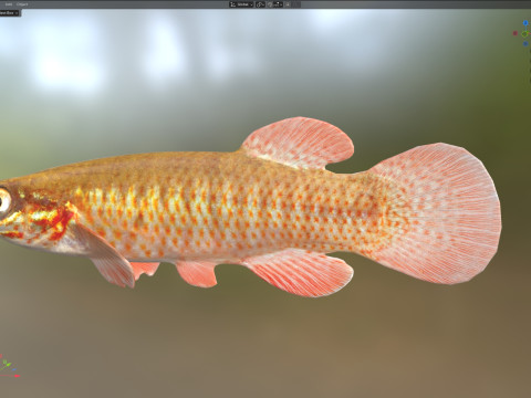 Şeritli Topminnow balığı 3D Model