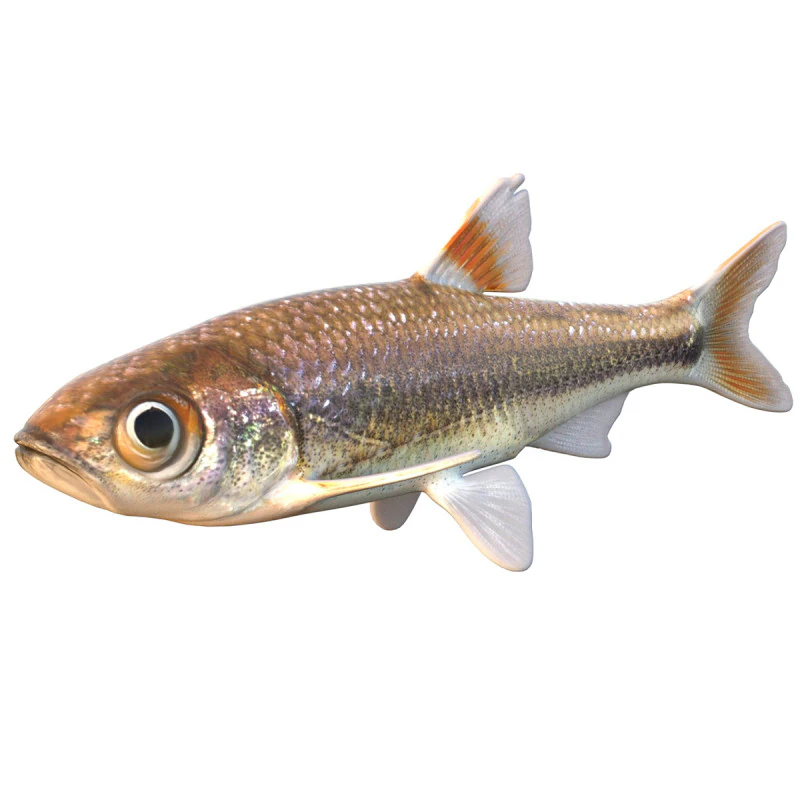 Bandfin Shiner fish 3D Model .c4d .max .obj .3ds .fbx .stl .blend 