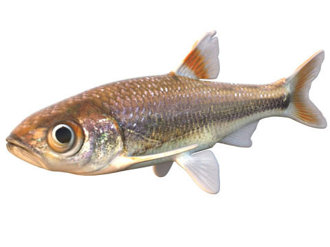 Bandfin Shiner-Fisch 3D Modell
