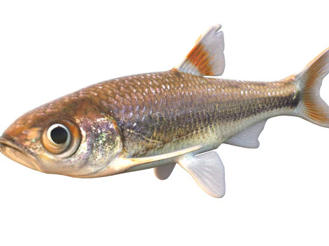 Bandfin Shiner fish 3D Model