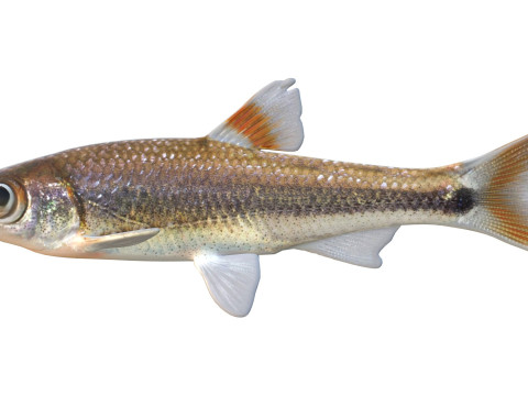 Bandfin Shiner-vis 3D Model