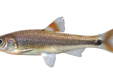Bandfin Shiner fish 3D Model