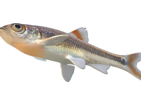 Bandfin Shiner fish 3D Model