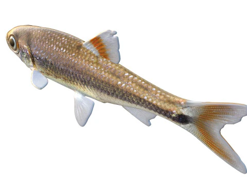 Bandfin Shiner fish 3D Model