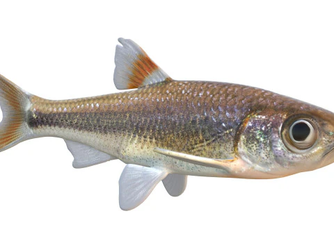 Bandfin Shiner fish 3D Model