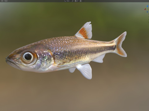 Bandfin Shiner-vis 3D Model