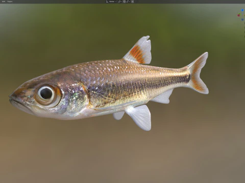 Bandfin Shiner fish 3D Model
