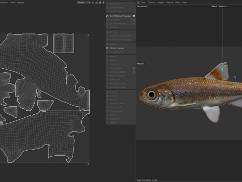 Bandfin Shiner-vis 3D Model