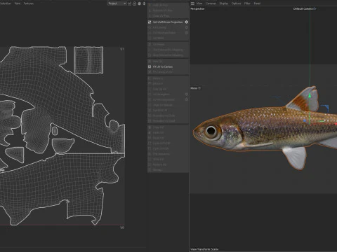 Bandfin Shiner fish 3D Model
