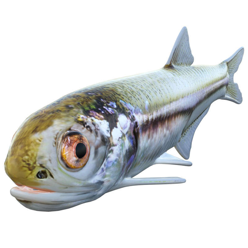 Baai ansjovis vis 3D Model .c4d .max .obj .3ds .fbx .stl .blend 