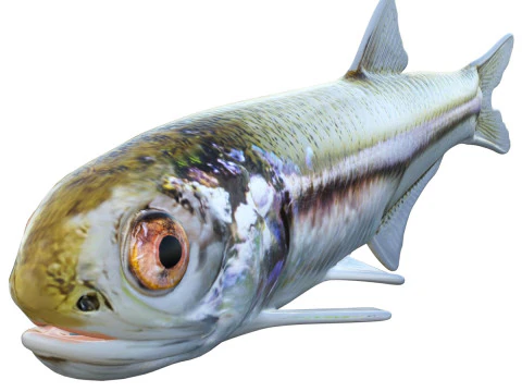 Ryba z zatoki sardeli Model 3D