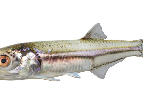 Baai ansjovis vis 3D Model