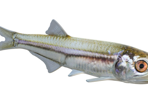 Baai ansjovis vis 3D Model