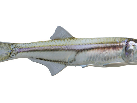 Baai ansjovis vis 3D Model