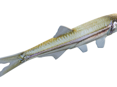 Baai ansjovis vis 3D Model