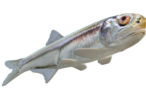 Baai ansjovis vis 3D Model