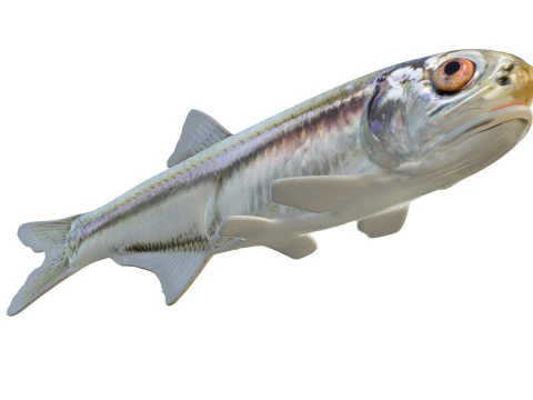 बे एंकोवी मछली 3D मॉडल