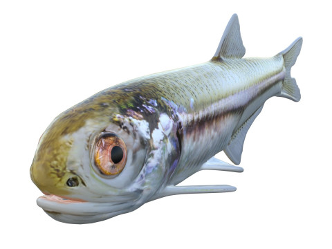 Baai ansjovis vis 3D Model