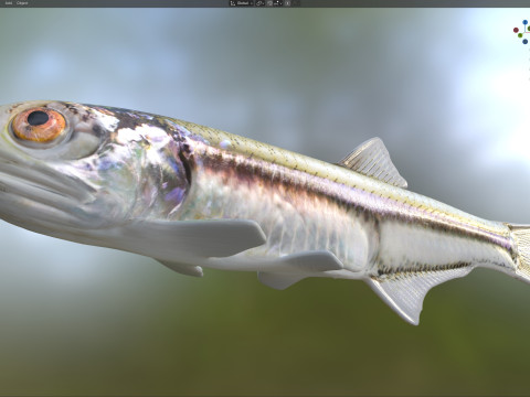 Baai ansjovis vis 3D Model