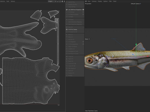 Baai ansjovis vis 3D Model