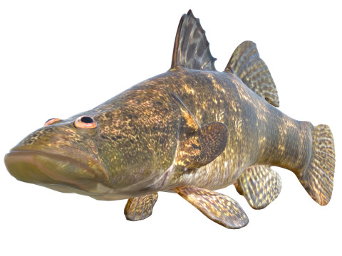 Товсторога соня 3D Модель