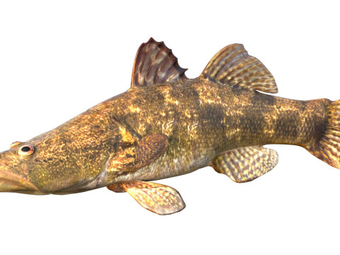 Śpiący Bigmouth Model 3D