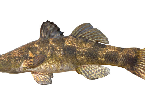 Śpiący Bigmouth Model 3D