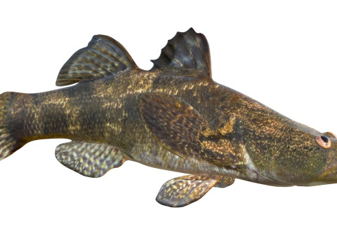 Śpiący Bigmouth Model 3D