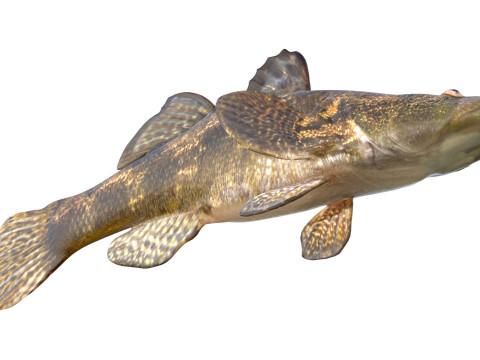 Śpiący Bigmouth Model 3D