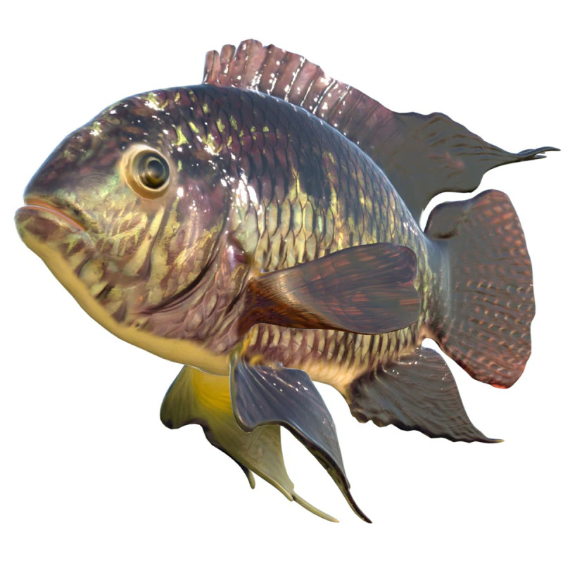 Black Acara fish 3D Model .c4d .max .obj .3ds .fbx .stl .blend