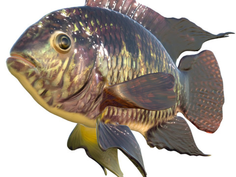 काली अकारा मछली 3D मॉडल