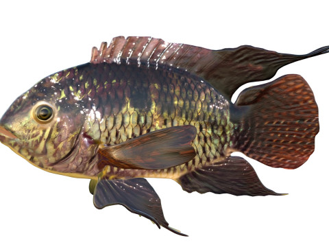 Рыба черная акара 3D Модель