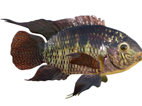 Рыба черная акара 3D Модель